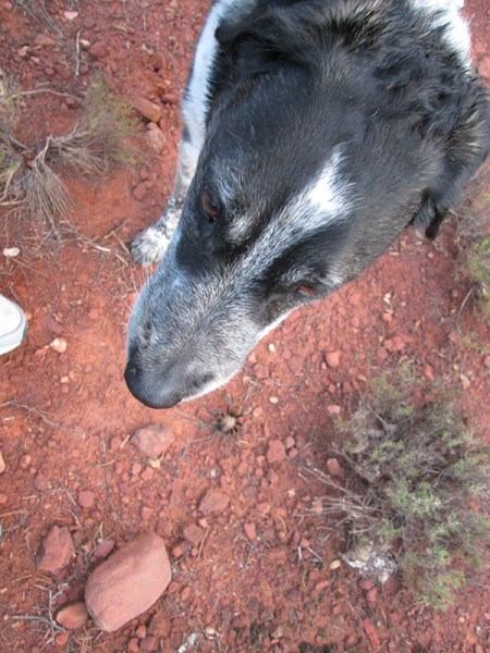 Bongo with a tarantula on the ground near him