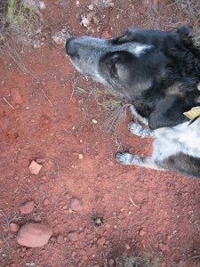 Bongo looking for something