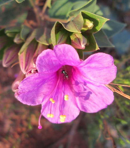 Purple flower with an ant inside