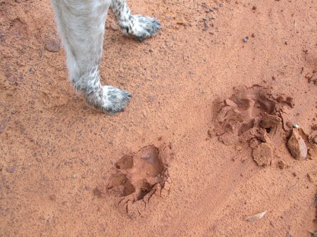 Bongo's paws next to some much larger paw prints
