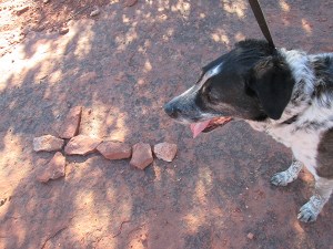 Bongo next to a cross on the ground made of rocks