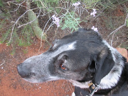 Bongo's head in front of purple flowers