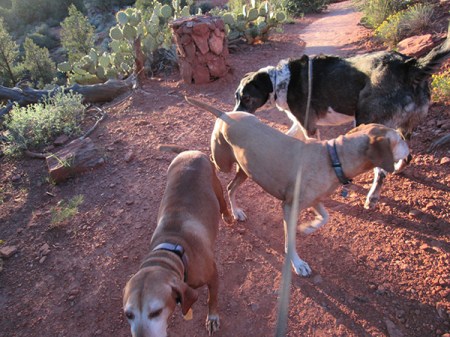 Bongo sniffing another dog