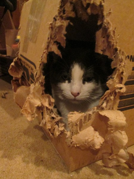 Gizmo in a box that he's torn to corner out of 