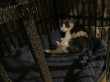 Gizmo in Bongo's dog jail