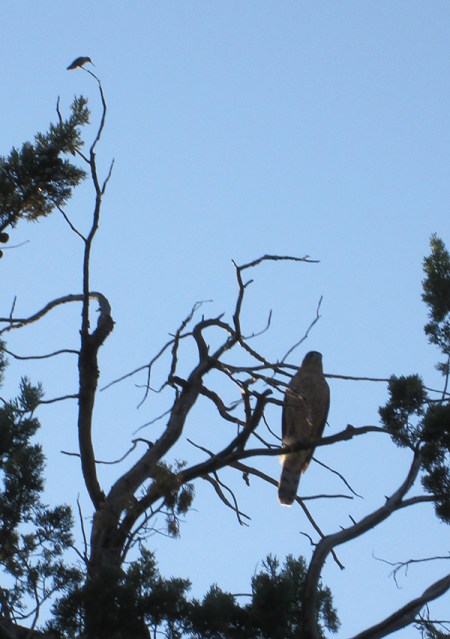 Hummingbird and hawk in a tree