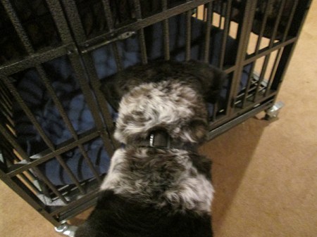 Bongo looking into his closed kennel