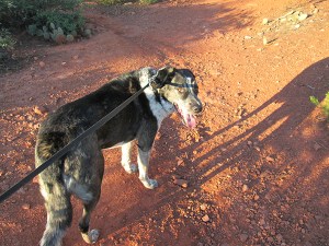 Bongo on the trail looking up