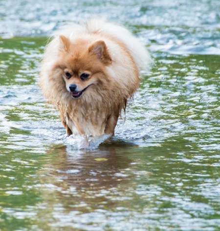 Pomeranian swimming in Oak Creek