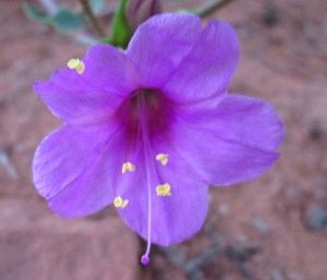 Purple flower