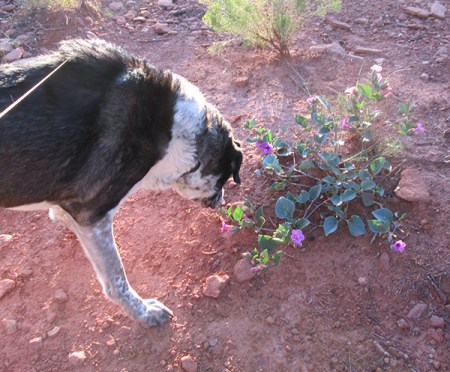 Bongo sniffing purple flowers