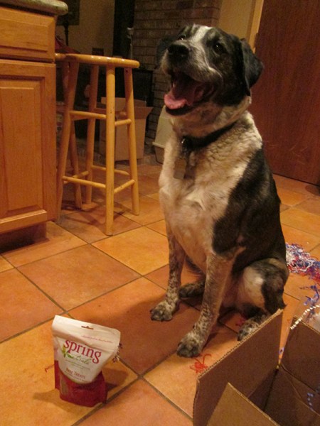 Bongo sitting and smiling near the treats