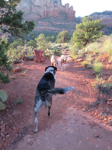 Bongo heading toward two brown dogs