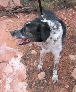 Bongo with some grasses near his front paws