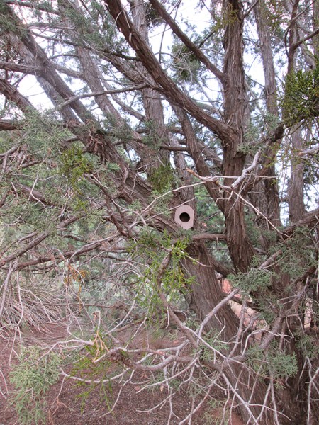 Bird house in a juniper tree