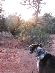 Bongo looking toward the sun
