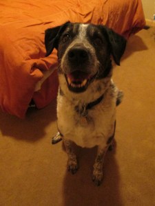 Bongo sitting next to the bed