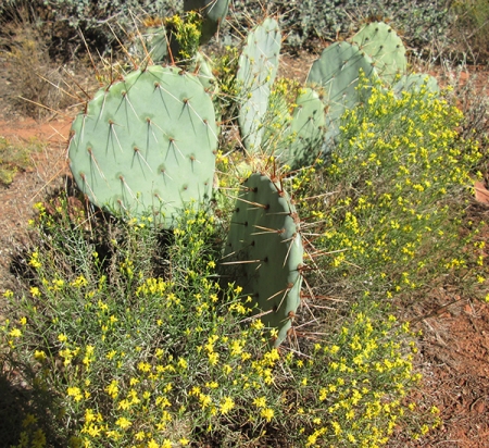 Prickly pear cactus surrounded by little yellow flowers