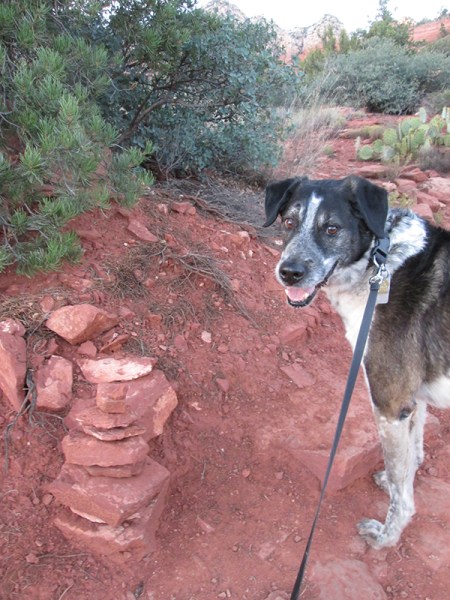 Bongo and a stone stack that blends into the background