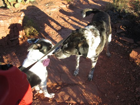 Bongo sniffing noses with another dog