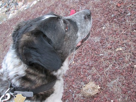 Bongo looking away and a nest on the ground