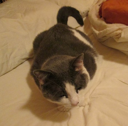 Gizmo on an unmade bed