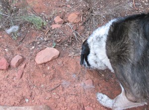 Bongo sniffing hair on the ground