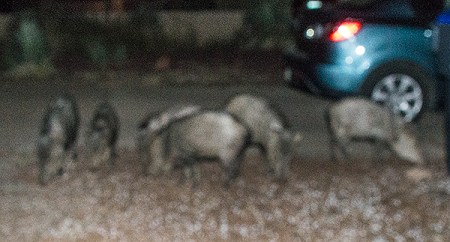 Javelinas in the yard