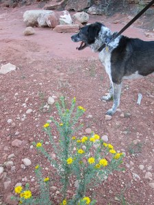 Bongo looking away from a bunch of wildflowers