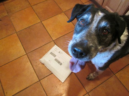 Bongo with the package on the floor