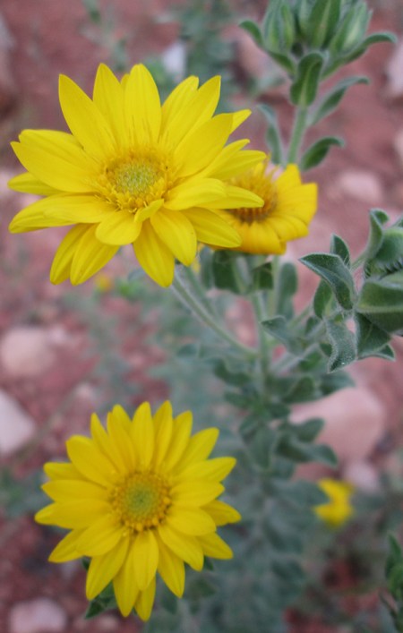 Yellow flowers