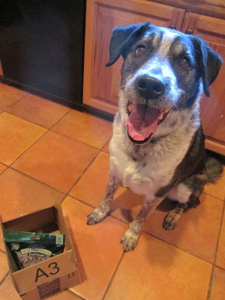 Bongo happily sitting near a box
