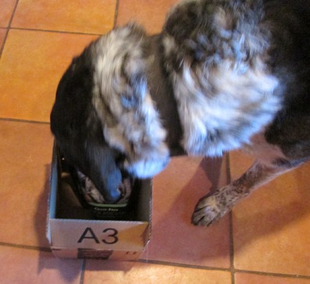 Bongo with his nose in a box