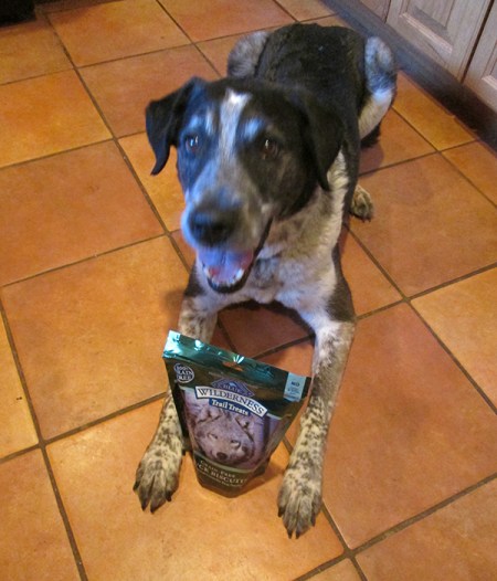 Bongo sitting with a package of treats