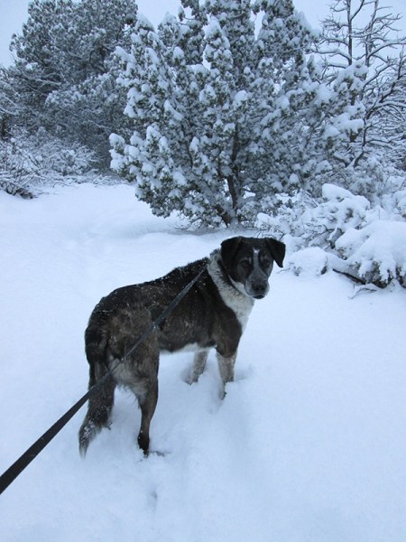 Bongo on a snowy trail looking back