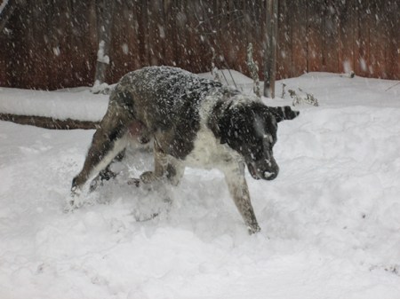 Bongo playing in the snow