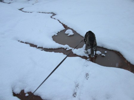 Bongo in his puddle that is almost covered in snow