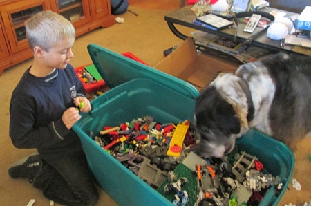 Bongo putting a ball in a box full of Legos