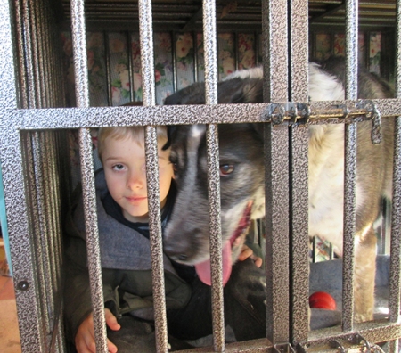 Bongo and his buddy both locked in dog jail