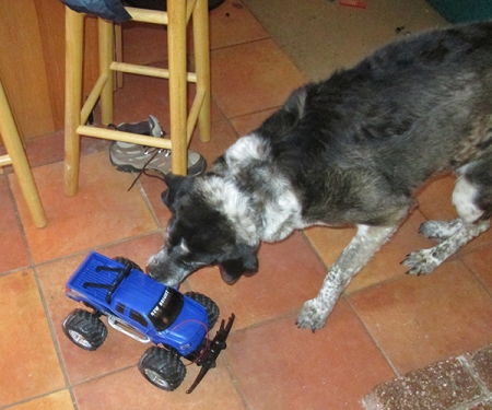 Bongo trying to get the remote control truck