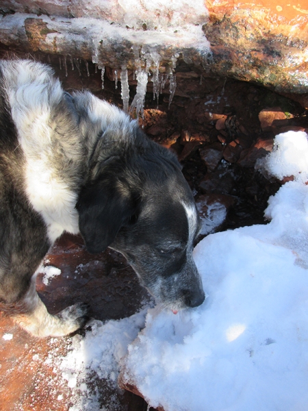Bongo eating snow near some icicles