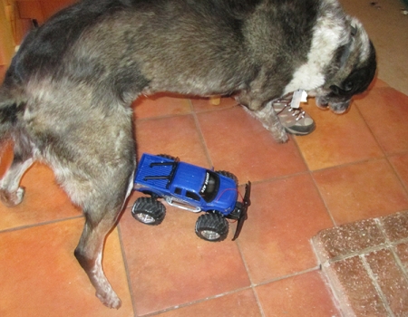 Bongo jumping over a remote control truck