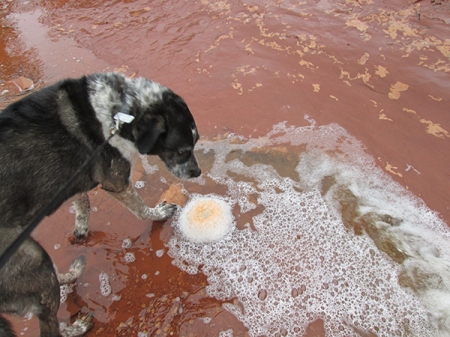 Bongo looking at a pile of foam in the water