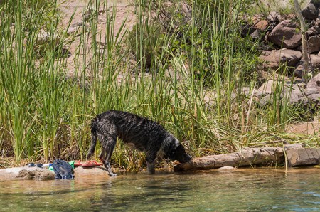 Bongo and a log at the creek