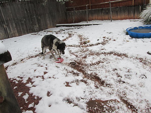 Bongo dragging a frisbee in the snow.