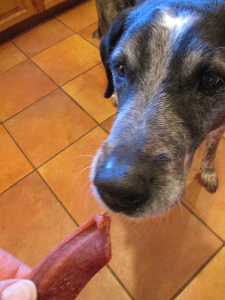 Bongo eating a treat