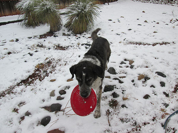Bongo carrying a frisbee on a snowy day.