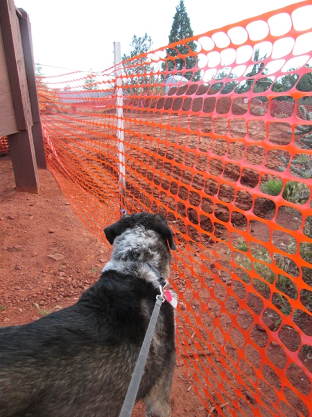 Bongo looking at a construction zone