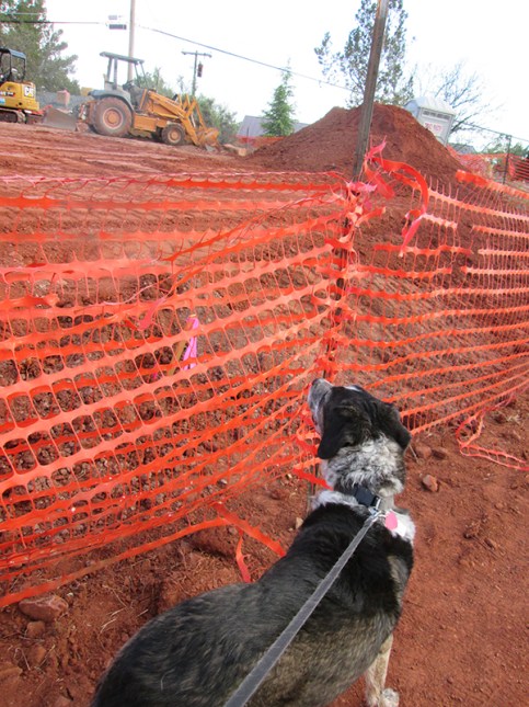 Bongo looking at the top of the fence
