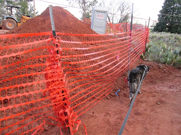 Bongo walking along fence